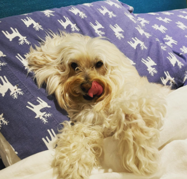 UniTheWonderDog's tweet photo. GM https://t.co/HPjgdTCFKZ
