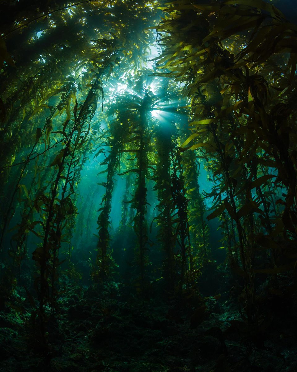 scubadivingyard's tweet photo. π₯·π» I wear my drysuit only on special occasions and California has been on my bucket list for a few years now. Absolutely enchanting diving through the kelp forests πΏπΏπΏπ¦πΏπΏπΏ
#diveintolife #kelp #california #scubapro #scuba β #mergulho #diving #scubadiving #underwater https://t.co/bf210sIXz0