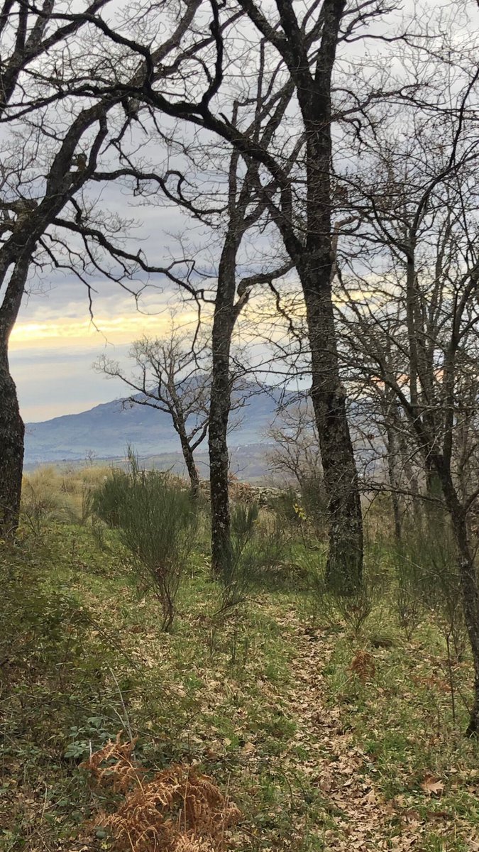 45Beatriz's tweet photo. Así se dio la mañana. Entre robles, #Mirafloreando
#SierradeGuadarrama https://t.co/JPpRQxm2bx