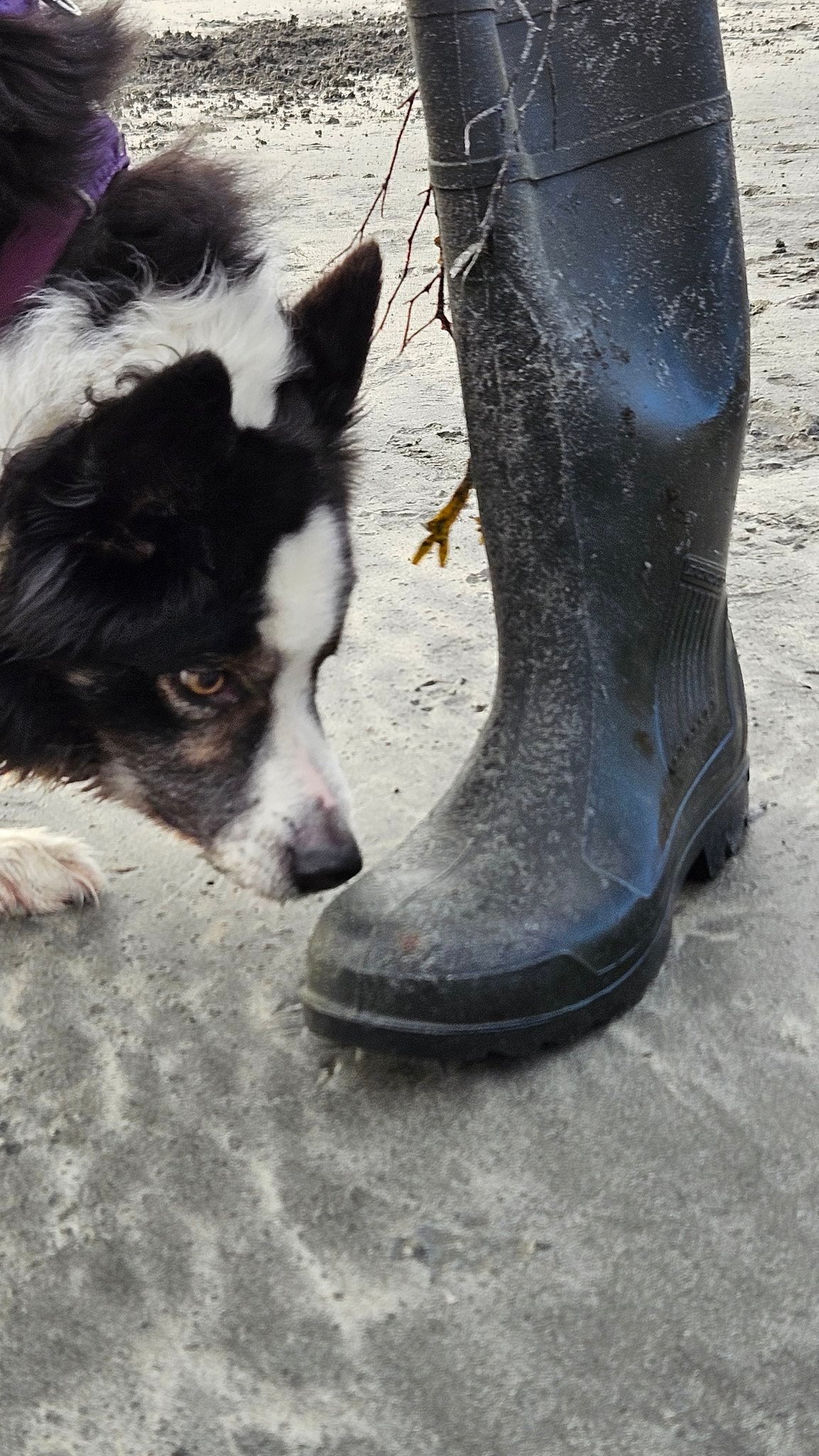 Jasper Collie Jasper Collie X