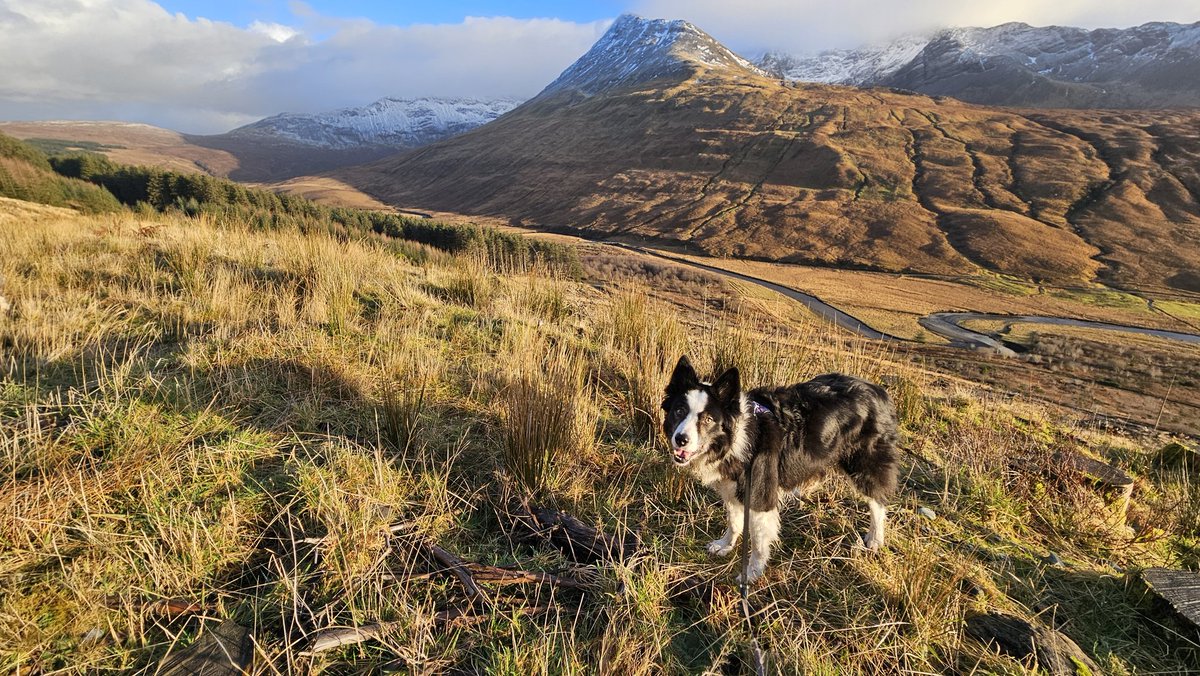 Ripley_Collie 🏴󠁧󠁢󠁳󠁣󠁴󠁿🐾🐶 tweet media