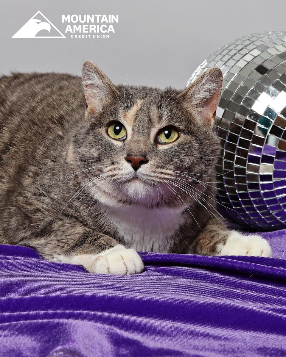 Hello! My name is Clara, I'm the @MountainAmerica Pet of the Week, and one of the fluffiest, puffiest cats you will ever meet! 💜 Learn more about me at utahhumane.org/adopt! 🐱 I want to remind my fur-iends that MACU is matching holiday donations to $30K through 12/31! ☃️
