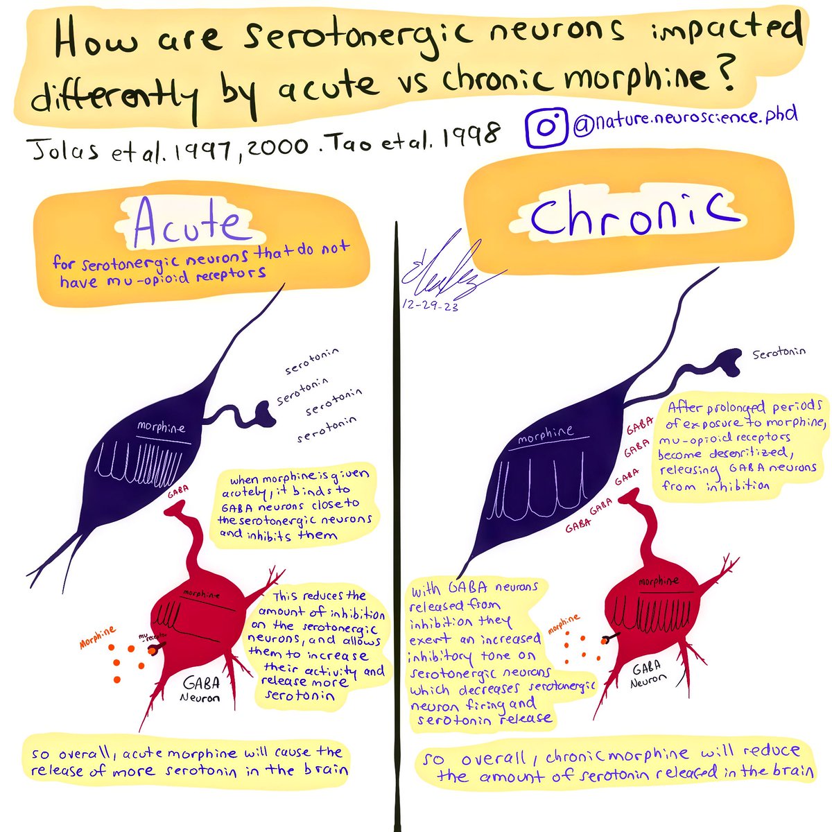 How does acute or chronic morphine impact serotonin release? Looked up a few more papers 
Jolas 2000
pubmed.ncbi.nlm.nih.gov/10658623/

Tao 1998
pubmed.ncbi.nlm.nih.gov/9655893/