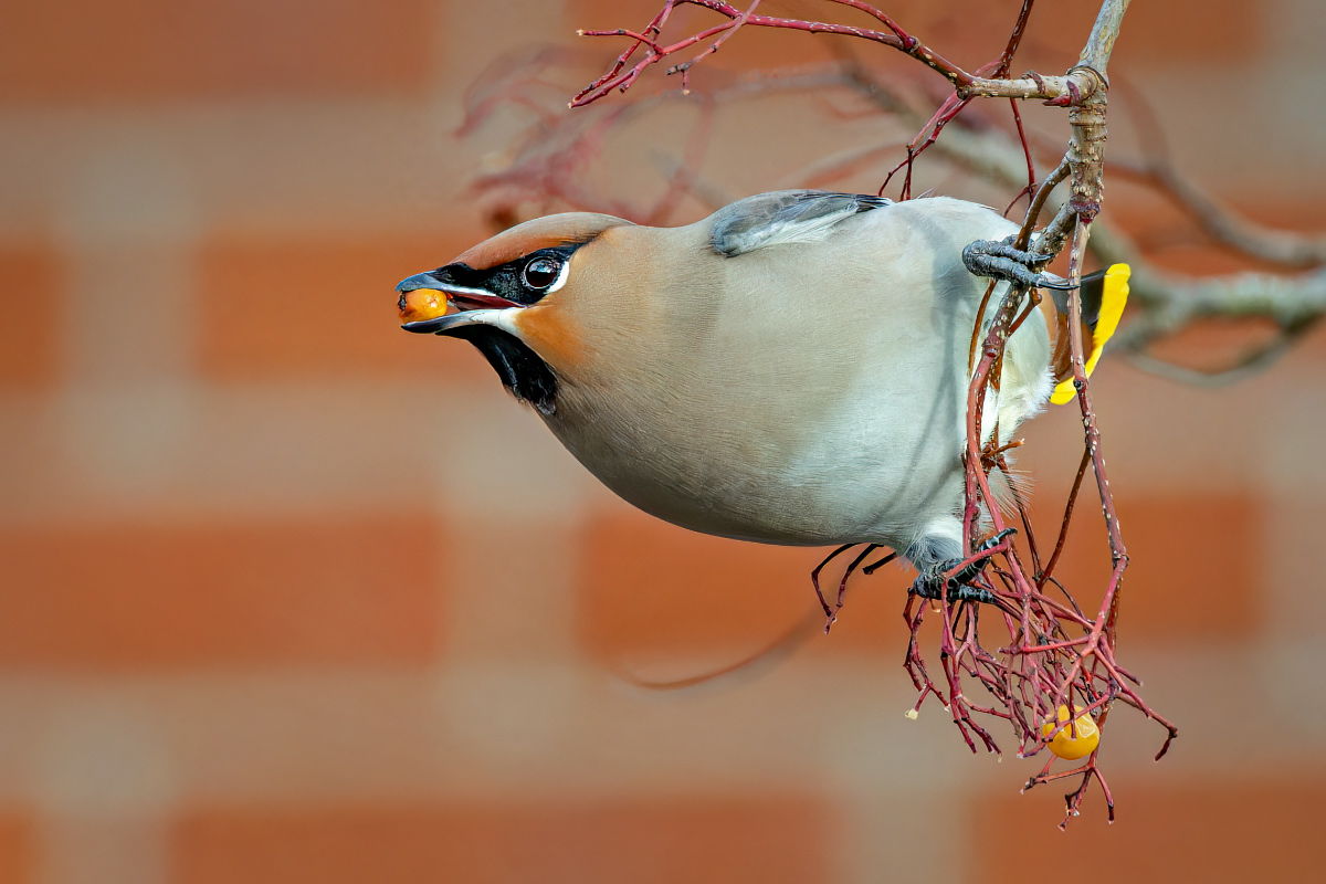 Derek Lees (@derek_lees) on Twitter photo Waxwing (Bombycilla garrulus) - 22 birds seen today
Taken in Fenton, Staffordshire UK.
29/12/2023
#waxwing <a href="/Staffsbirdnews/">Staffs Bird News</a> <a href="/WestMidBirdClub/">West Midland Bird Club</a> @WestMidsBirding <a href="/RareBirdAlertUK/">RareBirdAlertUK</a> Waxwing (Bombycilla garrulus) - 22 birds seen today
Taken in Fenton, Staffordshire UK.
29/12/2023
#waxwing <a href="/Staffsbirdnews/">Staffs Bird News</a> <a href="/WestMidBirdClub/">West Midland Bird Club</a> @WestMidsBirding <a href="/RareBirdAlertUK/">RareBirdAlertUK</a>