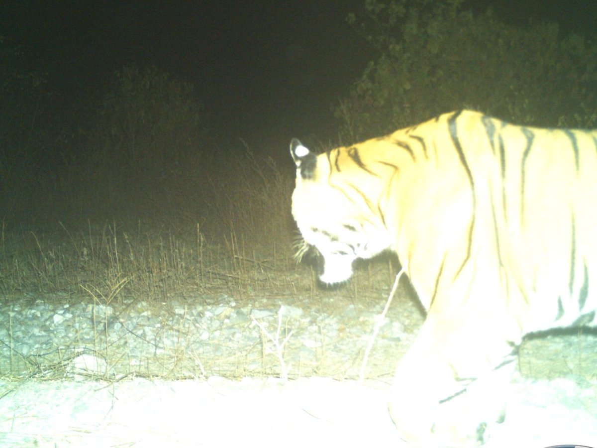 Your Highness of Buxa Tiger Reserve !! Indeed a New Year Gift for all the hard working field functionaries of BTR.