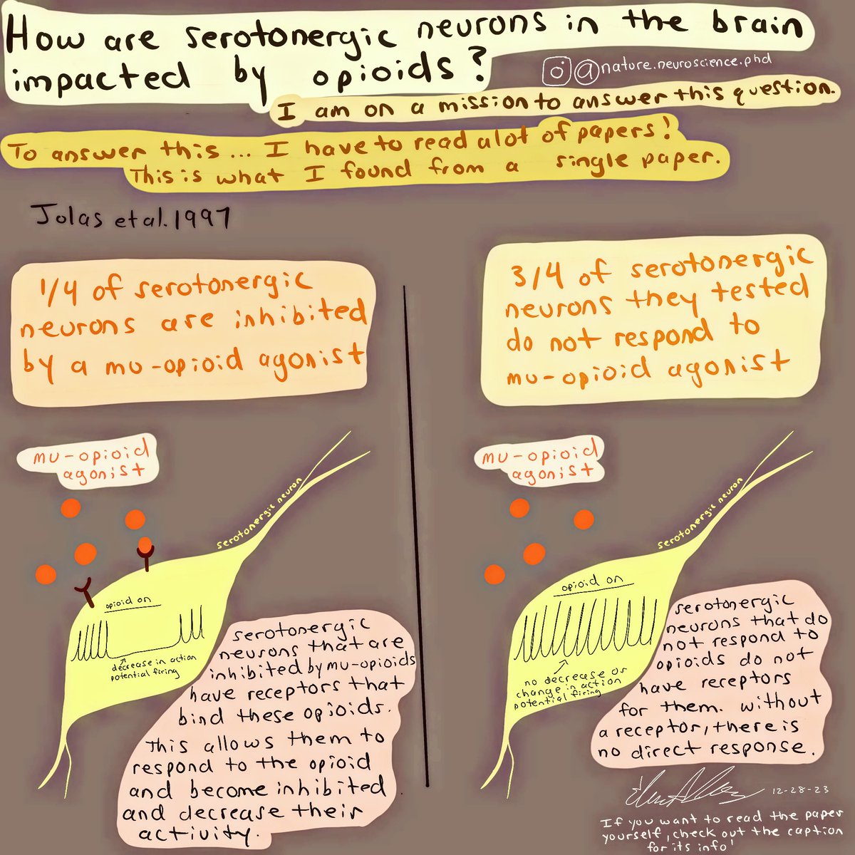 On a search for the impact of opioids on the serotonin system. First on the list was Jolas et al. 1997
Jolas 1997
pubmed.ncbi.nlm.nih.gov/9175891/