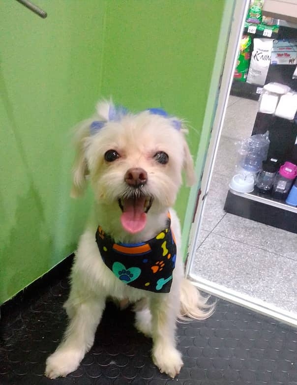 BeepAnnie's tweet photo. @infinitoanimal2  ya en casa nuevamente consu familia! 🙏🏽♥️ https://t.co/gUx3p8o1OW