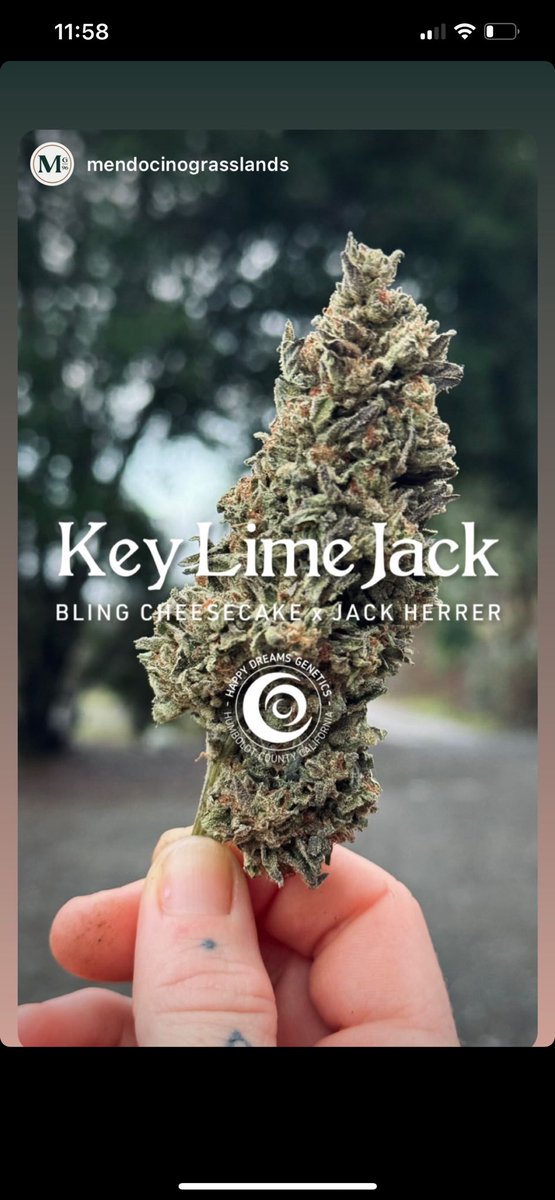 Key Lime Jack 
Bred by Mr D @happydreamsgenetics
.
Quickly becoming a favorite in dispensaries throughout Cali due to its energizing high and uplifting mood enhancement - giving you a solid Sativa high 
.
Happy Dreams are made from Seeds 🌱🌱🌱
.
Legal Seeds 
<a href="/supremeseedbank/">Supreme Seedbank & Clones</a>