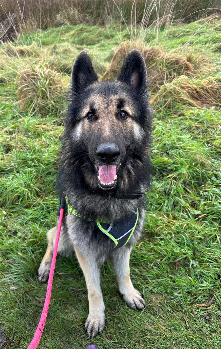 Animal Adoptions UK ๐โ๐ฆบ๐๐โค๏ธ (@adoptionsuk) on Twitter photo Please retweet to help Samba find a home #LANCASHIRE #UK 
Beautiful German Shepherd aged 18 months. Found as a stray, with no history known about him, he can live with older teenagers as the only pet. Please share to find his forever family 
DETAILS or APPLY๐ Please retweet to help Samba find a home #LANCASHIRE #UK 
Beautiful German Shepherd aged 18 months. Found as a stray, with no history known about him, he can live with older teenagers as the only pet. Please share to find his forever family 
DETAILS or APPLY๐
