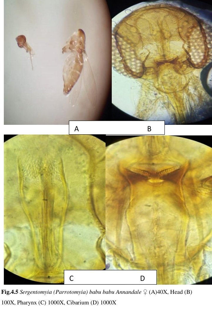Days with sandfly #identification #sandfly