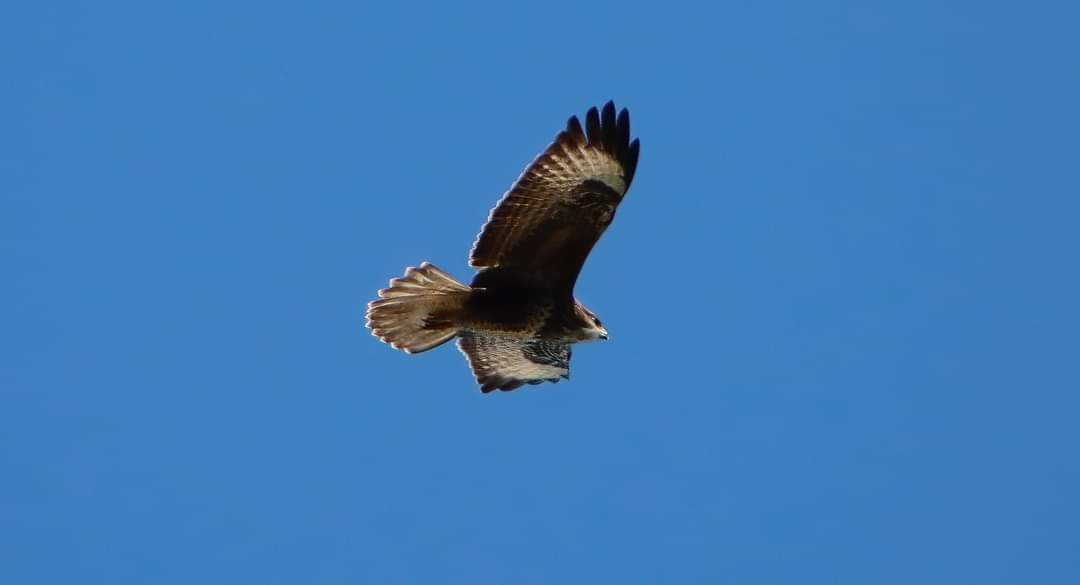 Highlights of 2023, Wildern LNR, October - Buzzard over Wildern Moor on a lovely autumn day, 17/10 @absolutelywild @BirdAwareSolent @GreenHampshire @Hants_BIC