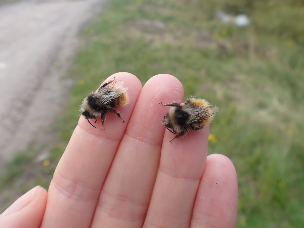 A pair of Bilberry Bumblebee males 💛 #Cairngorms