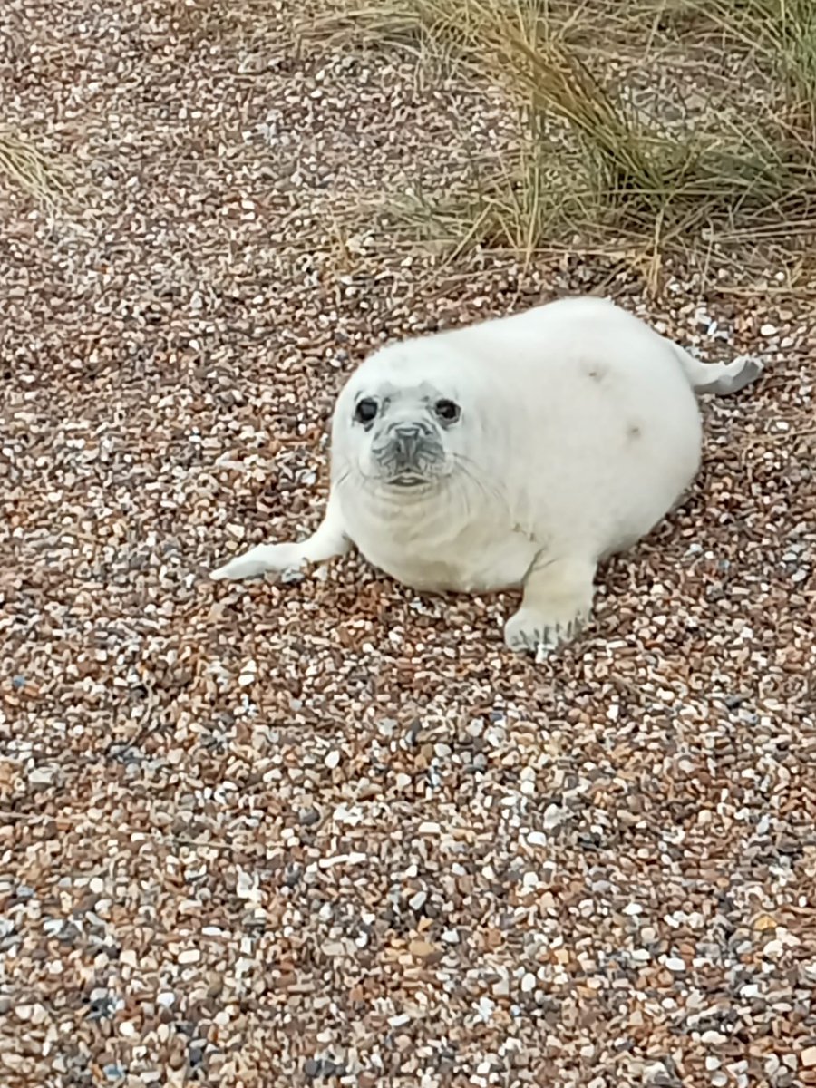 iconawrites's tweet photo. My beloved archeologist is from Norfolk, and today he went to the beach to see the baby seals. Here’s a thread of them! https://t.co/whzjSpws3Z