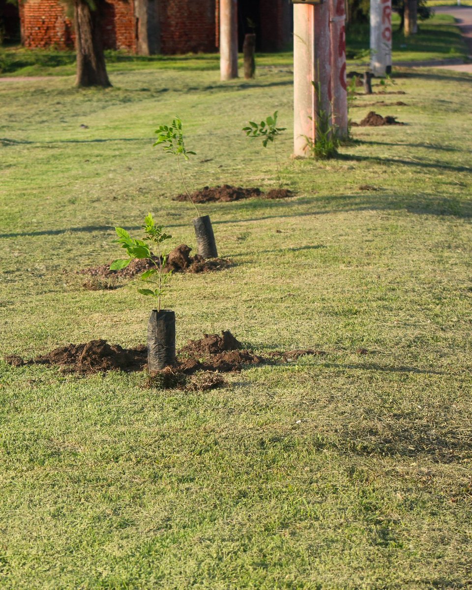 iifa_chaco's tweet photo. En el marco del Convenio de Cooperación Mutua de #ArboladoUrbano firmado con el Municipio de San Bernardo, llevamos adelante una Jornada de plantación en el Club Tigre.

@LeandroZdero  @Carlos_Favaron https://t.co/faPWCzrhRo