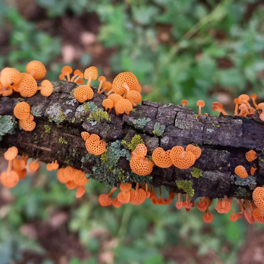 Stumbled upon some Favolaschia thwaitesii during a post-rain hike 🍄🌧️ such beautiful honeycomb shaped gills 🧡