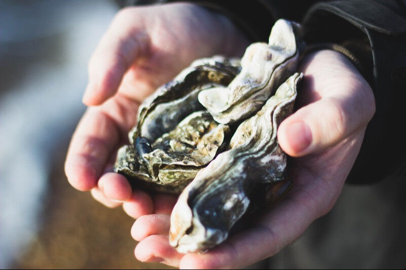 Découvrez 7️⃣ idées géniales pour recycler vos #coquilles d' #huîtres 🦪 🦪 🦪 à la maison, dans le jardin... 

#coquille #huitre #recycler #recyclage #réutiliser #zérodéchet 

bit.ly/3S9yQbv