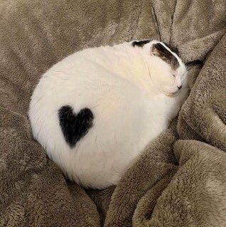 Why you should have a cat (@shouldhavecat) on Twitter photo 