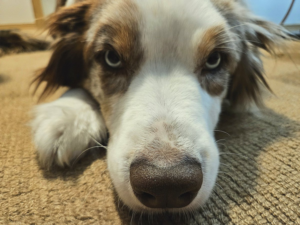 My champion staring contest winner. #alaska #winter #australianshepherd #aussielovers #aussie #redmerle #blueeyes #boop #serious #staring #Focus #lovebug #sweetie #handsome #handsomedevil