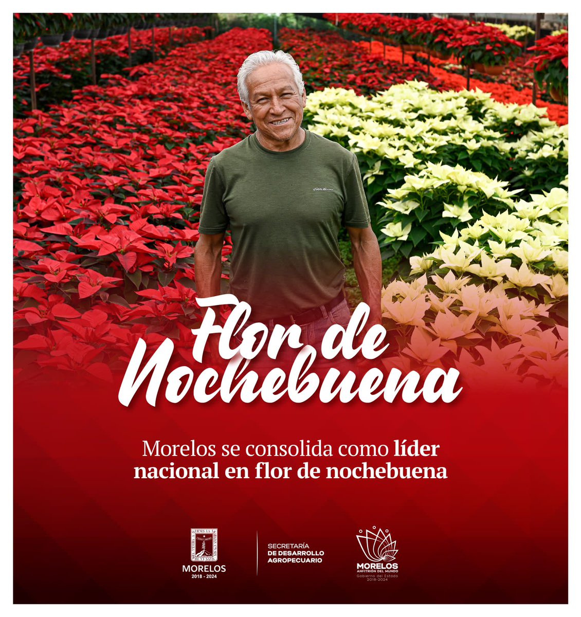 MorelosSop's tweet photo. Morelos se consolida como la entidad líder en producción de plantas de Nochebuena a nivel nacional, con más de siete millones de plantas. https://t.co/deJcGrCaSR