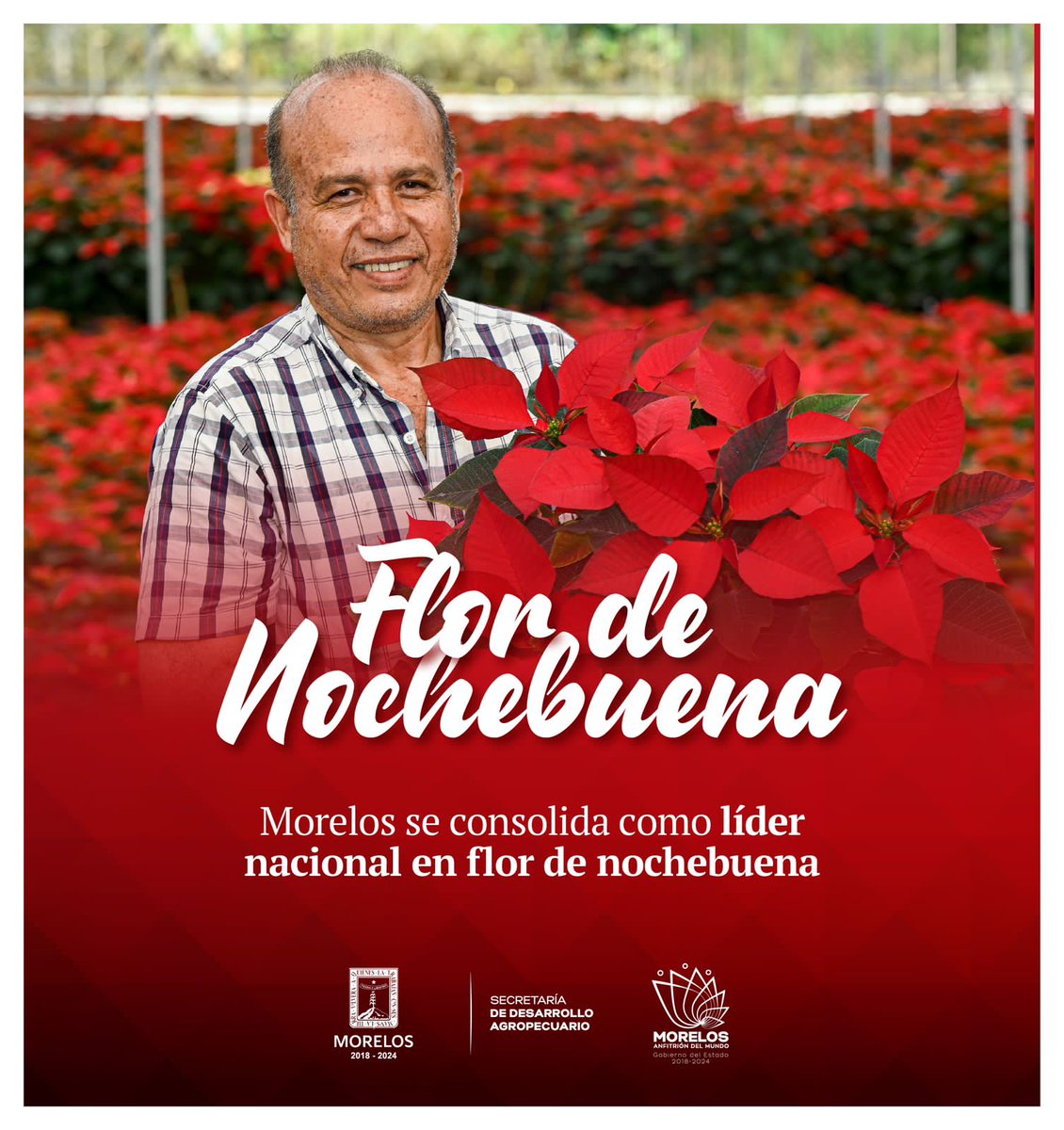 MorelosSop's tweet photo. La pascua o nochebuena es una especie floral nativa de México, y en nuestro estado, se producen más de 20 variedades, principalmente en los municipios de; Cuautla, Jiutepec, Cuernavaca, Emiliano Zapata y Tepoztlán https://t.co/NW8RMYTZqW