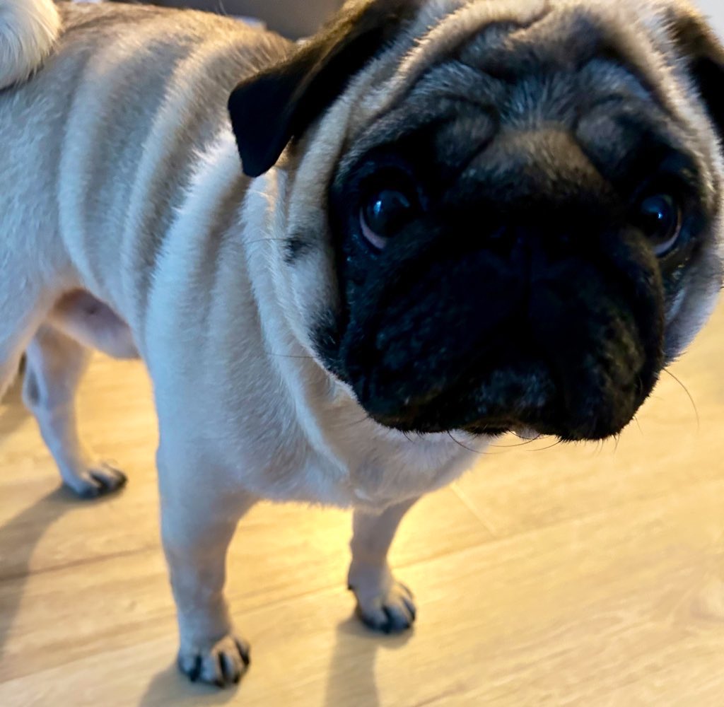 Oski Mops  (Minister für Kindertrösten) tweet media