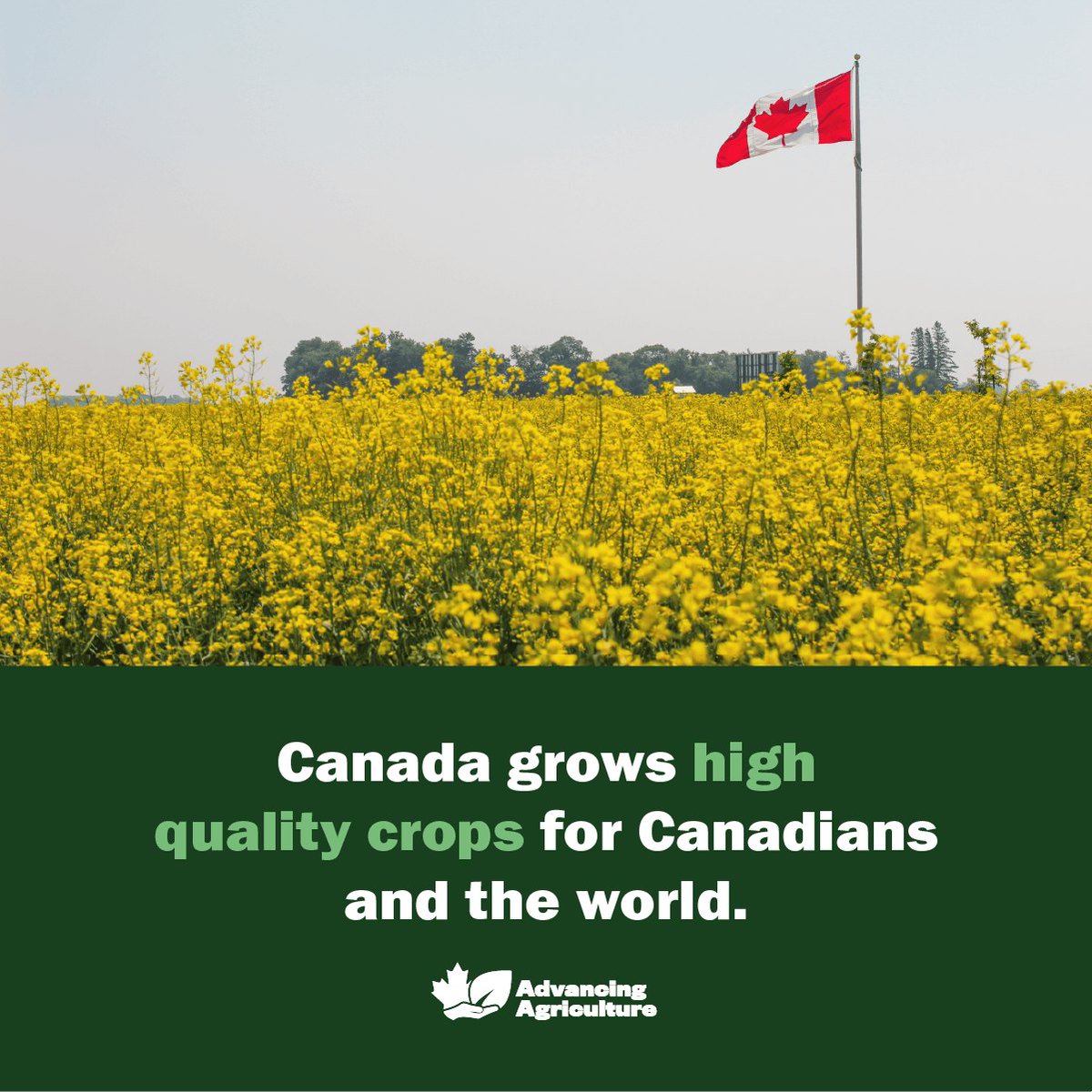 Canada's agri-food sector grows high-quality crops to feed Canadians and the world. Let's help the industry continue to shine.
 
 Join us at advancingagriculture.ca

#AdvancingAgriculture.