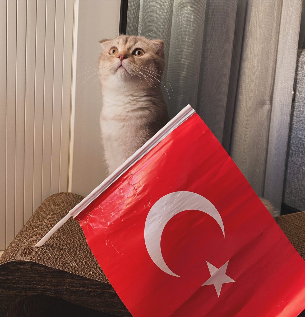 srplyg's tweet photo. Yurtta sulh , cihanda sulh! 🇹🇷 #GSvFB #Atatürk #SüperKupa @TFF_Org @Fenerbahce @GalatasaraySK @Besiktas @Trabzonspor https://t.co/MFhsKei6Yw