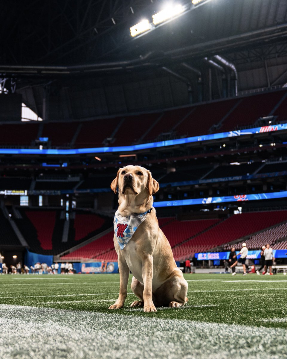 OleMissFB's tweet photo. JUICE IS LOOSE 🐕

@JuiceKiffin | #HottyToddy https://t.co/SPyblkXAbM