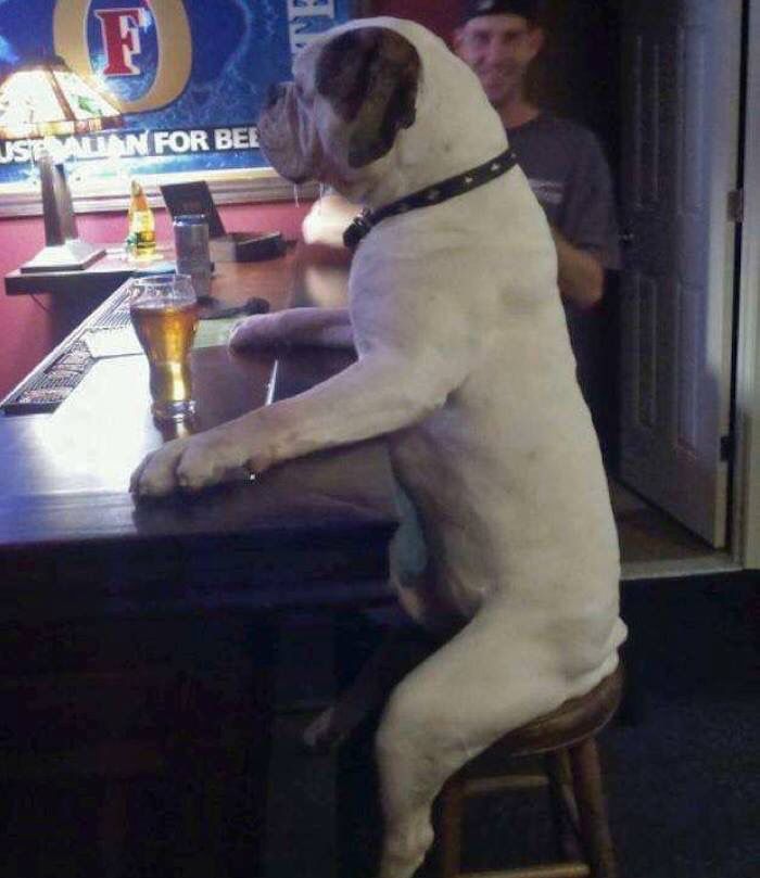 WoofWisdom's tweet photo. Woof Wisdom:  MISSING: Emotional Support Dog
White Bulldog with brown ears.
If found call Jenny 867-5309
#WoofWisdom https://t.co/wDFnWg8qbr