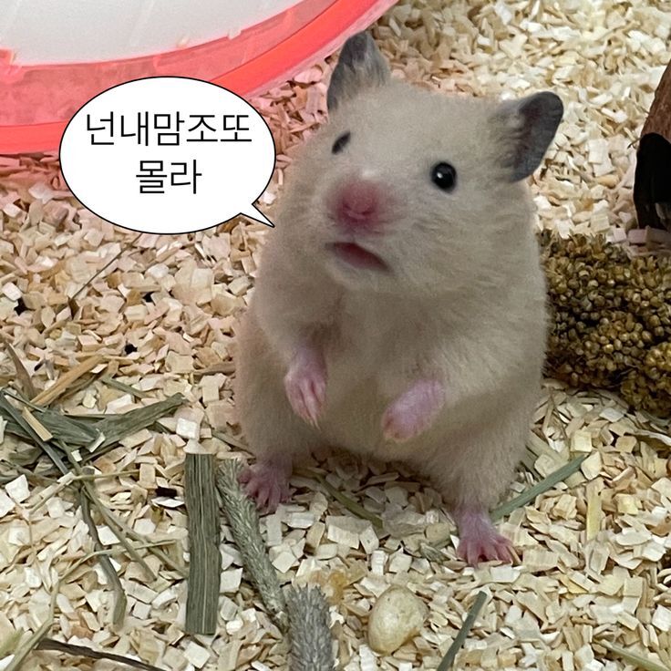 sad5min's tweet photo. 햄스터는 초음파로 소통한다! 
그래서 겉보기엔 과묵해 보이지만 사실은 친한인간에게 말을 걸고 있을지도 모른다.. (귀여워!!) https://t.co/5g1MFWLZiM