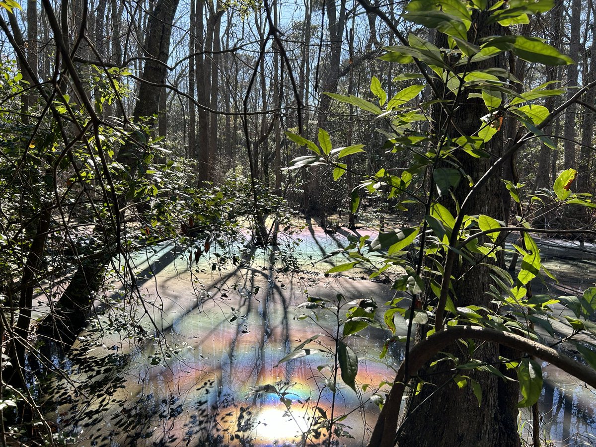 Rainbow swamp