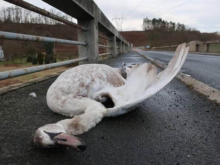 ZuzkaKlusova's tweet photo. Pro všechny, kteří mi radili, že si nemám pořizovat psa, když mu vadí ohňostroje... Tady máte na fotce další výsledek vaší zábavy. Labutě mají taky asi někam odtáhnout? 
🦆 Většina zvířat má mnohonásobně lepší sluch než člověk, proto je rány z petard neskutečně děsí. V útěku před petardou, kdy běží doslova o život, o něj často i přijdou.
☢️ Do ovzduší a půdy se dostanou desítky tun toxických látek a tím i následně do potravních řetězců živočichů a lidí. Toxický koktejl se dostává i do plic, kdy některé látky se v těle ukládají nebo v něm cirkulují. 
🧑‍🤝‍🧑 Před zvukem pyrotechniky není možnost se nikde ukrýt, ať jste ve městě, na vesnici nebo třeba v CHKO potvrdí @kondziolkajan . Buďme proto prosím ohleduplní i vůči ostatním.
🙏 Chtěla bych Vás tímto zdvořile požádat, abyste si odpalování petard a pyrotechniky letos rozmysleli a místo toho raději vyrazili třeba do přírody.