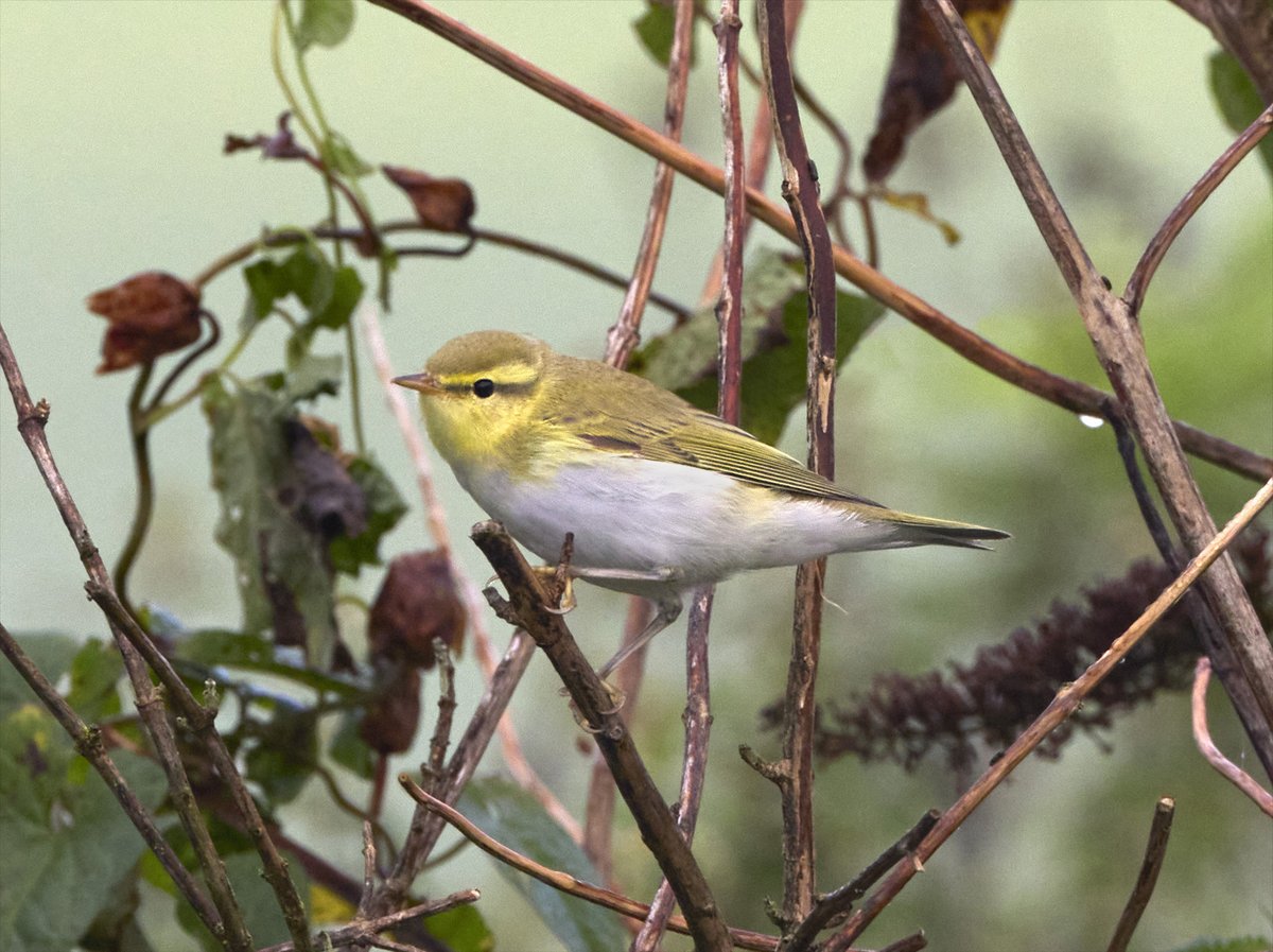 BEACHYBIRDER's tweet photo. A retrospective of the 2023 highlights from Beachy Head and Eastbourne town. (Little Swift pic @AdamHuttly ) https://t.co/GJqMrXe2el https://t.co/OYTcjXutP3
