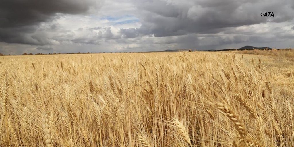 abdimnur62's tweet photo. Ethiopia's wheat harvest soars, marking a significant step towards self-sufficiency. Good news for food security! #Fast_Growing_Ethiopia #HardWorking_Hands @WorldBank @WorldBankAfrica @UN @WFP @MikeHammerUSA @VOAAfrica @guardian @AJEnglish @BBCAfrica https://t.co/gjc7EzMZ87