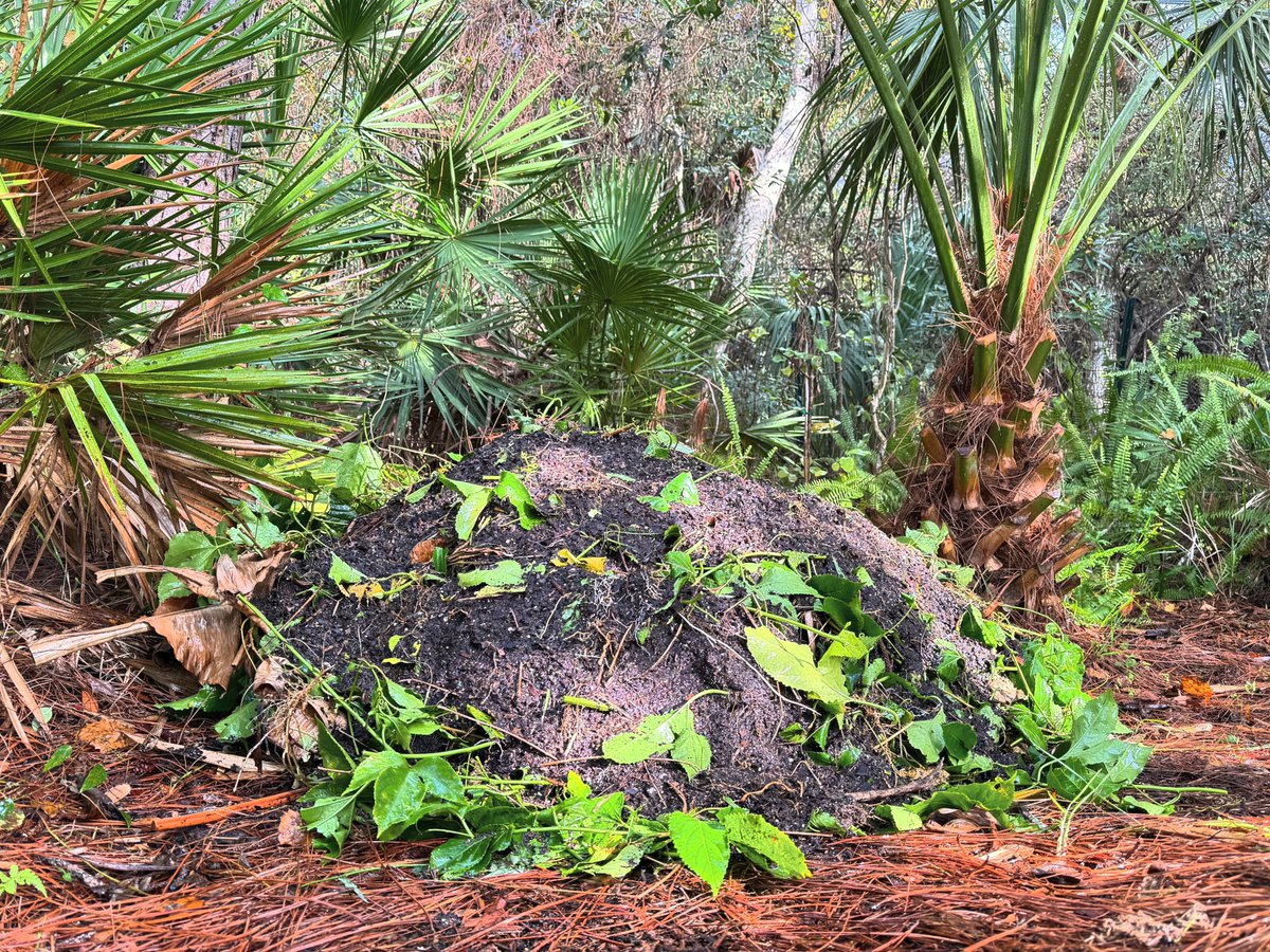 Let the Composting Begin 

#FloridaFoodForest #FoodForest #Composting #Compost #FloridaGardening #Gardening #Garden