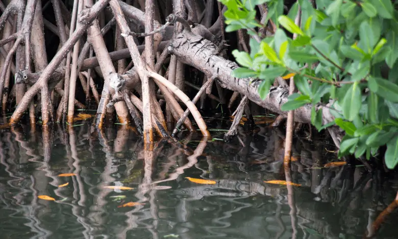 In the 90s, #UAE's #environmental researchers and #engineers were warned that destroying #mangrove leaves could lead to imprisonment. The rulers planted millions of mangroves in the 90s

#UAESustainability #mangroveforests 

Read More: thegulfindependent.com/mangrove-plant…