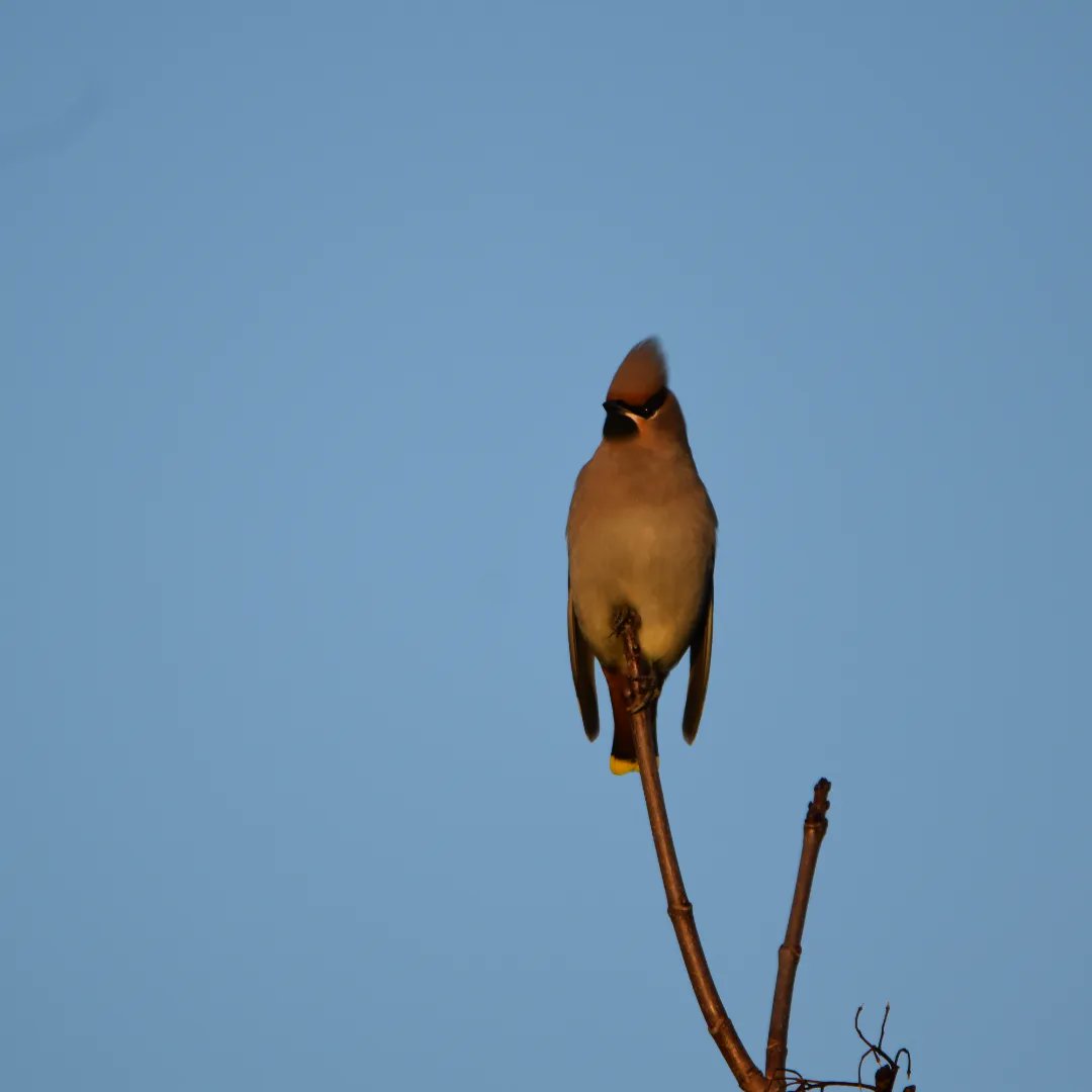 Here are my photos of the waxwings in Ruthin on Boxing Day morning. Beautiful birds and so pleased to get the chance to see them. #waxwings