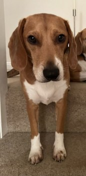 millypod1's tweet photo. π29 DEC 2023 #Lost BARKER #ScanMe #Tagged
Tri Coloured Beagle Male. WEARING BLACK COAT.
Black Park Country Park #Iver #Buckinghamshire #SL0
https://t.co/P8RMyuPvqy https://t.co/4BtdjxZE0p