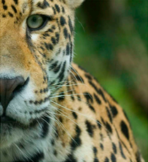 RickScobey's tweet photo. Estamos entusiasmados de colaborar con la @UICN_SUR  and @united4wildlife para luchar contra el comercio ilegal de vida silvestre en América del Sur. 

@TRAFFIC_WLTrade está contratando ahora un nuevo líder para este proyecto. Aplicar aquí ⬇️

https://t.co/rF39T7becL https://t.co/lVrMYJq7TO