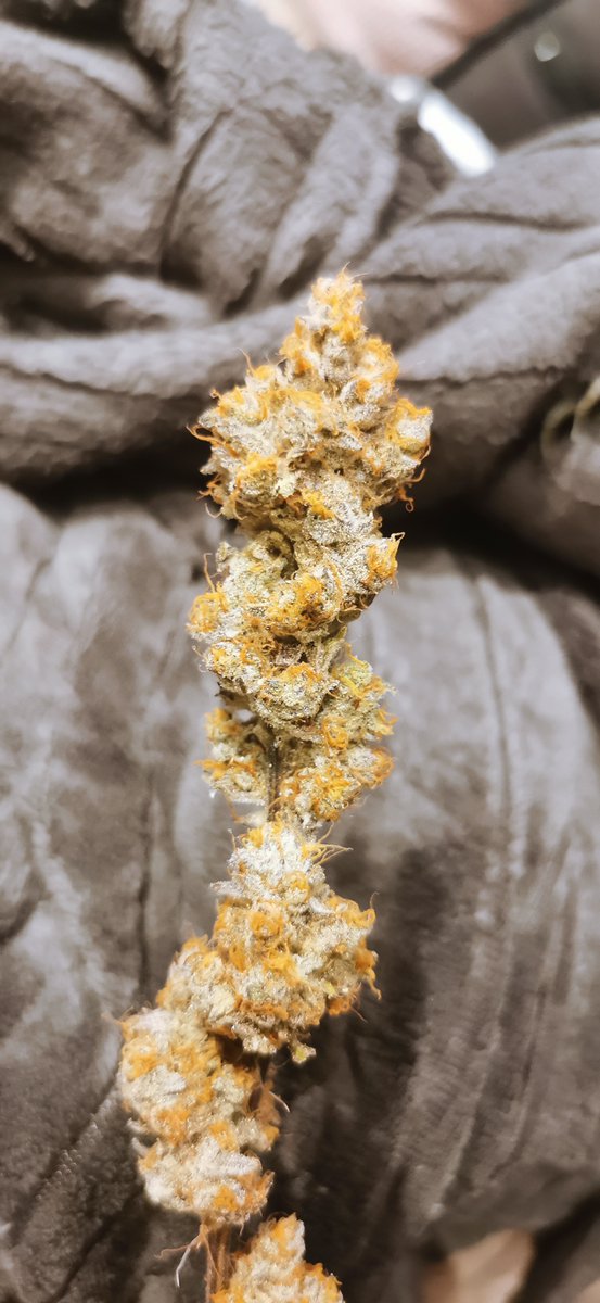 freaksofnaturez's tweet photo. @MrGiggle_Bush I also used the leg for guide, lol, but was too long to get ma finger in there :P

Platinum Dosi from @InhouseGenetics https://t.co/PSp5Yafnli