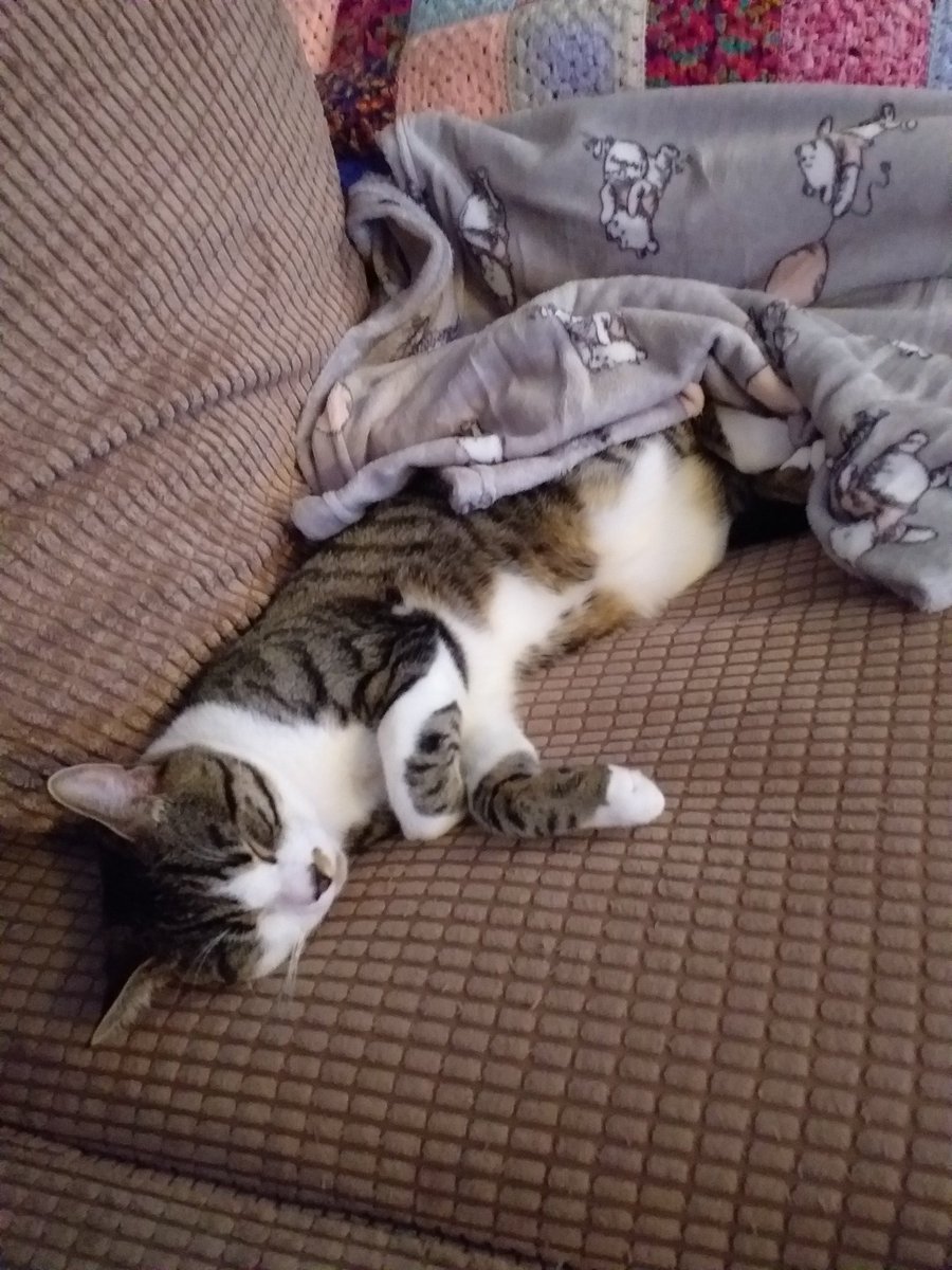 Squirrelbucky's tweet photo. @nedstarkelly Mario claimed my new Winnie throw!! https://t.co/WbUaly2p8i