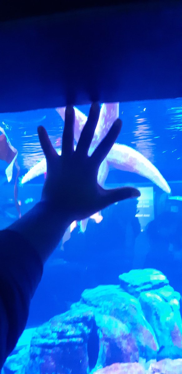 I found my spirit animal 🖐