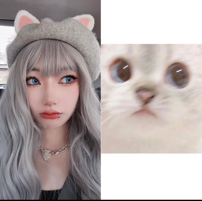 ? meow? https://t.co/tlBehHUzZI