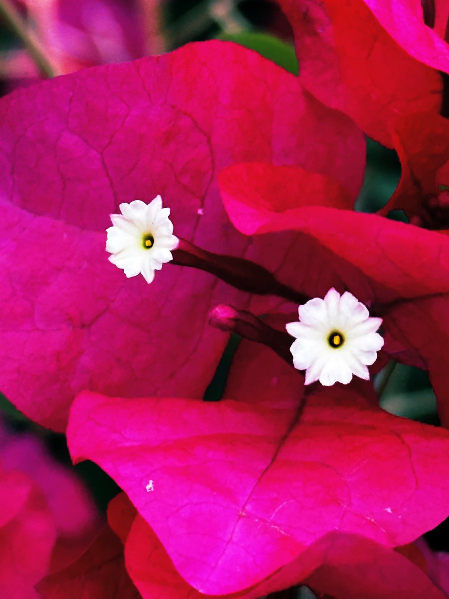 It’s the little things in life that matter. 

#flowerphotography #FlowersOnFriday 

P.S.  Paperflowers in St Thomas