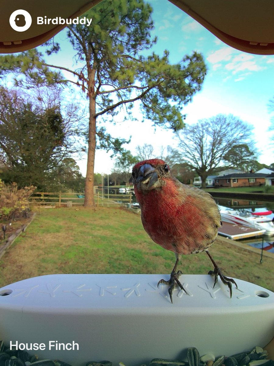 My husband got me a smart bird feeder for Christmas that sends me pictures of every bird that stops by and I’ve never been more delighted by a piece of tech in my life
