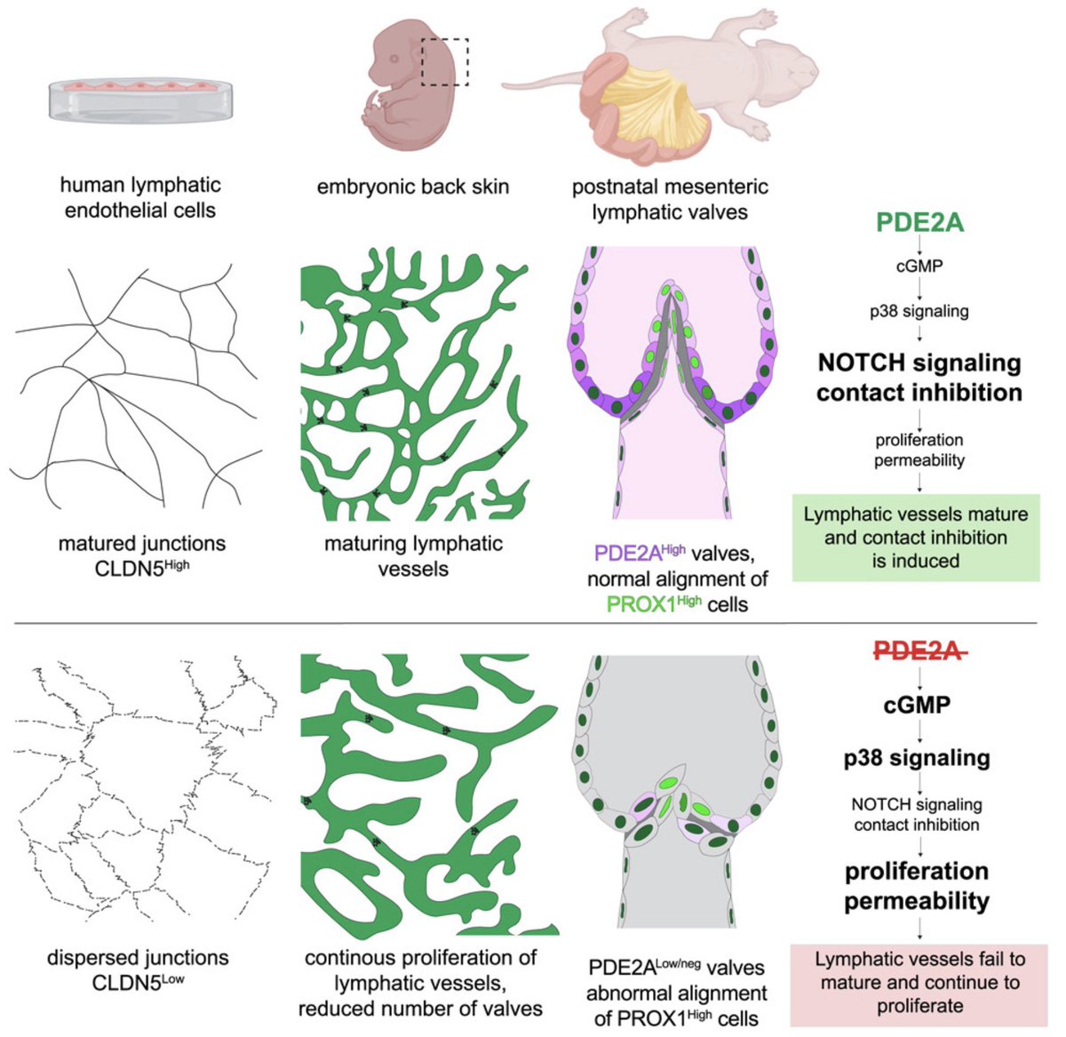 VascSensing_Lab's tweet image. I am very proud to share our new work, published today @Dev_Cell. We identify a fundamental role of the #phosphodiesterase2A in #lymphatic junctional maturation. This work was a great team effort led by Claudia Carlantoni & Leon Liekfeld @UKEHamburg #vascularbiology #PDE2A #cGMP