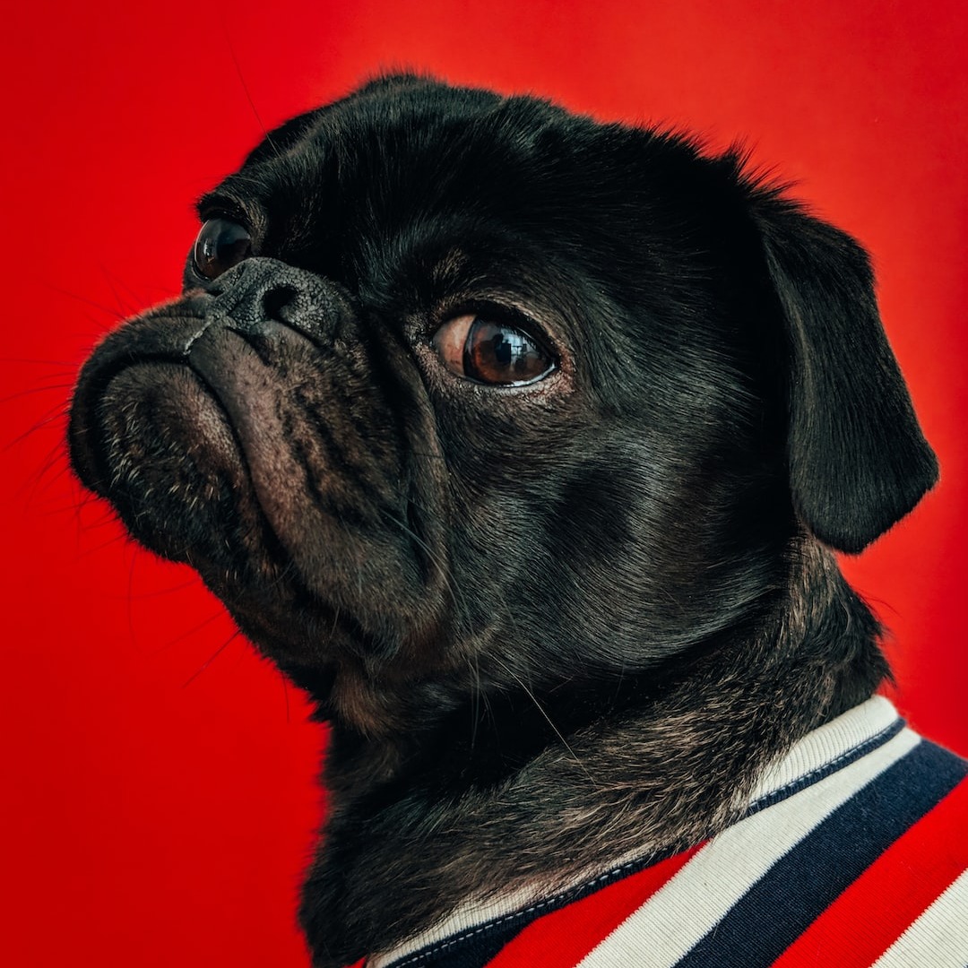 pureleaf_cbd's tweet photo. We're here for your furry friends, too! Pet health is important to Pure Leaf.

https://t.co/0h7rKZ0VDb

#cbd #lakeline #austin #atx #cbdlife #organic #petlife #petcbd https://t.co/bB9f6naAtT