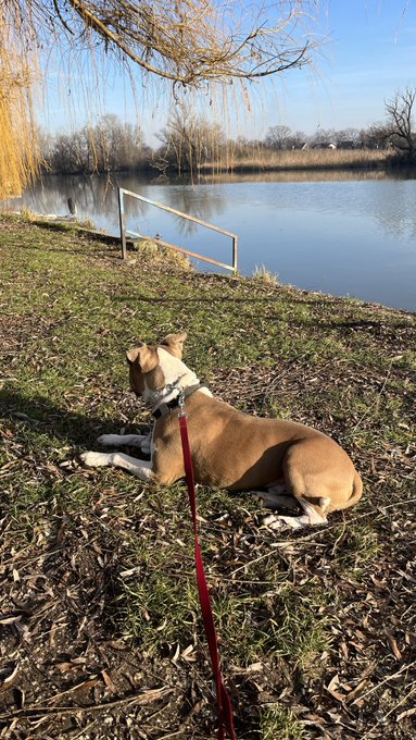 My 🍷 and my doggie 🐶💋 https://t.co/9FJhD1fpeH<a href="/tag/dinner"class="tags"><span>#dinner</span></a><a href="/tag/hungary"class="tags"><span>#hungary</span></a><a href="/tag/szentendre"class="tags"><span>#szentendre</span></a><a href="/tag/colourshow"class="tags"><span>#colourshow</span></a>