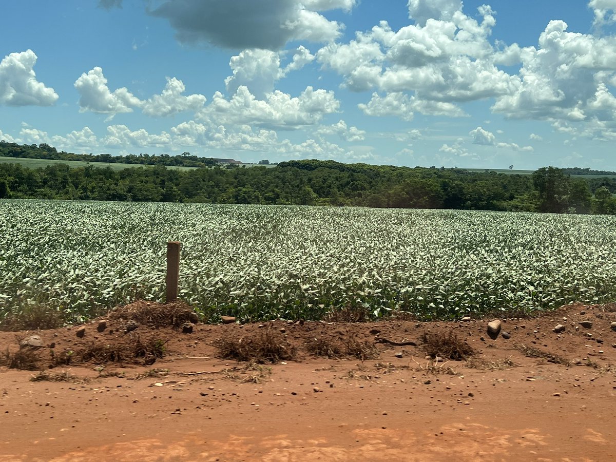 Contrast on the Southwest of Goias. Rio Verde region.  Medium and poor condition is predominant.