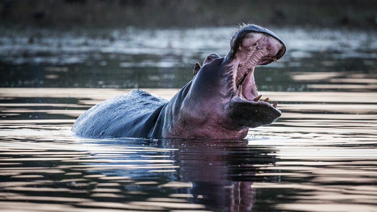 Kalahari Safaris Botswana DMC (@bwtsito) on Twitter photo Botswana safari special 2024😀😀
Pay for 5 nights and stay 6 nights (All inclusive package)
#Hyaenapan
#Mokolwane
#Menoakwena
We give best agent rates from 20%
Contact: tshepo@kalaharisafaris.co.bw
😊😊😊 Botswana safari special 2024😀😀
Pay for 5 nights and stay 6 nights (All inclusive package)
#Hyaenapan
#Mokolwane
#Menoakwena
We give best agent rates from 20%
Contact: tshepo@kalaharisafaris.co.bw
😊😊😊